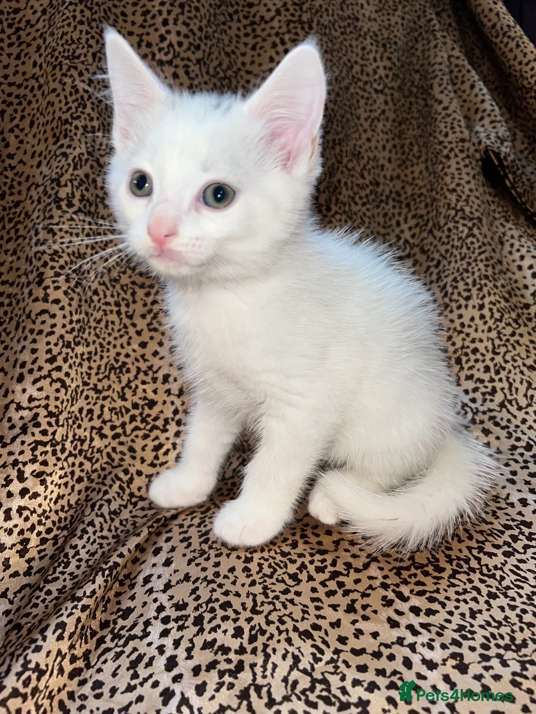 Turkish Angora cats for sale: Turkish Angola white kittens  - Advert 6