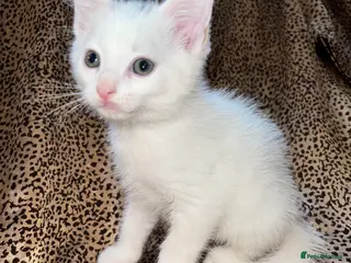 Turkish Angora cats Turkish Angola white kittens - Advert 3