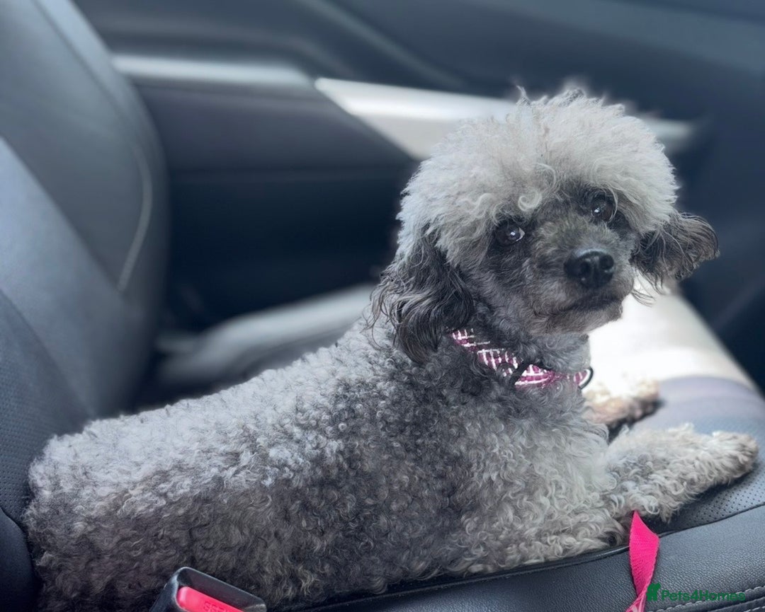 Toy Poodle dogs for sale: Adorable Toy Poodle puppies  - Advert 3