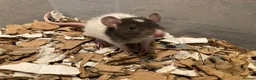 Rat rodents for sale: Rats for sale hull - Advert 3