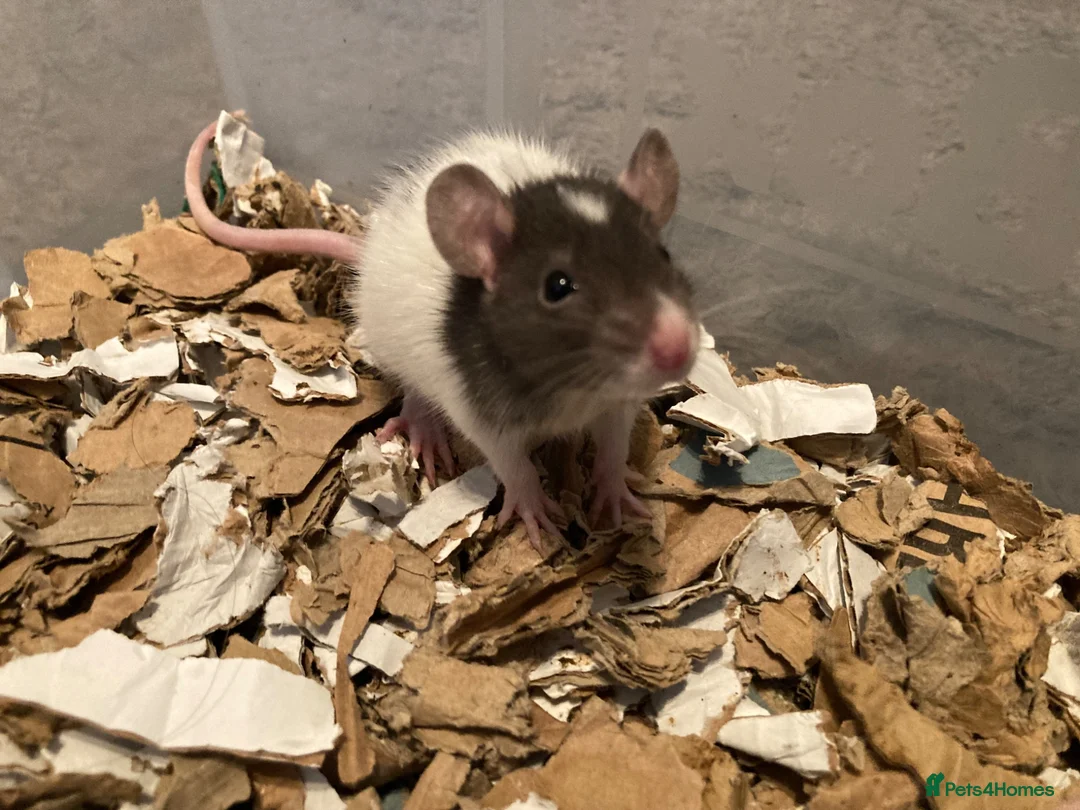Rat rodents for sale: Rats for sale hull - Advert 3