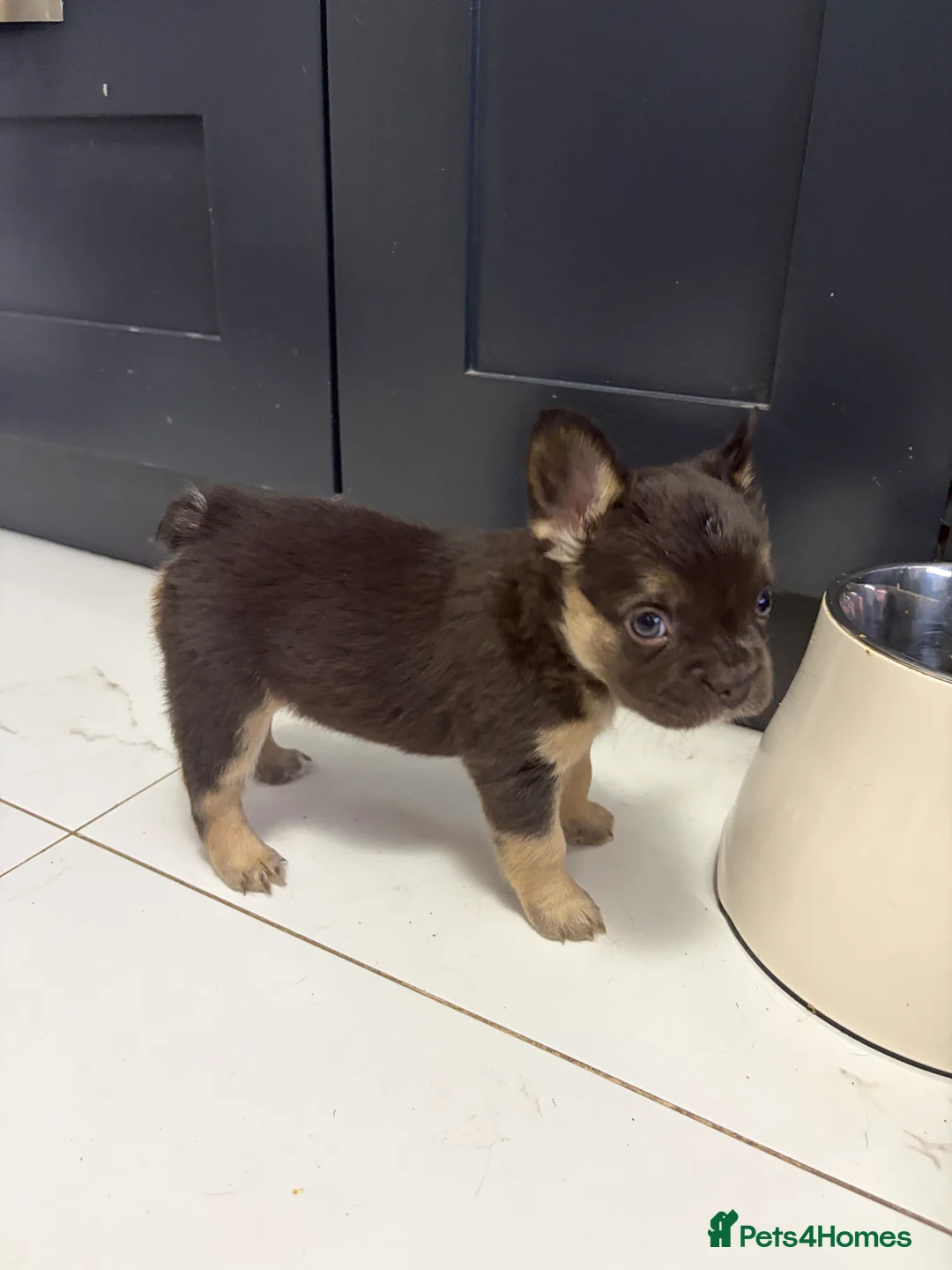 French Bulldog dogs for sale: Fluffy French Bulldogs in Bangor - Advert 3