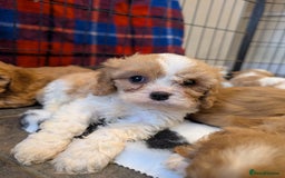 Cavachon dogs for sale: 8 STUNNING F1B CAVACHONS - Image 9