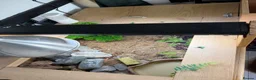 Tortoise reptiles for sale: Female Russian tortoise - Advert 18