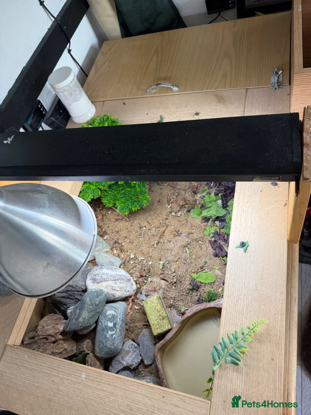 Tortoise reptiles for sale: Female Russian tortoise - Advert 18