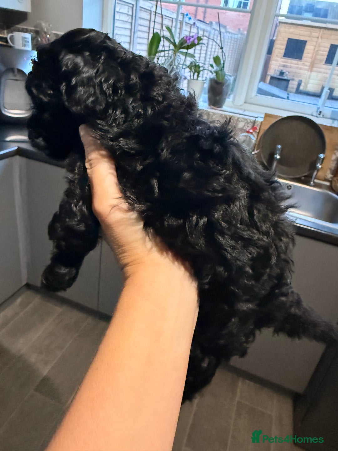 Toy Poodle dogs for sale: Toy Poodle  - Image 6