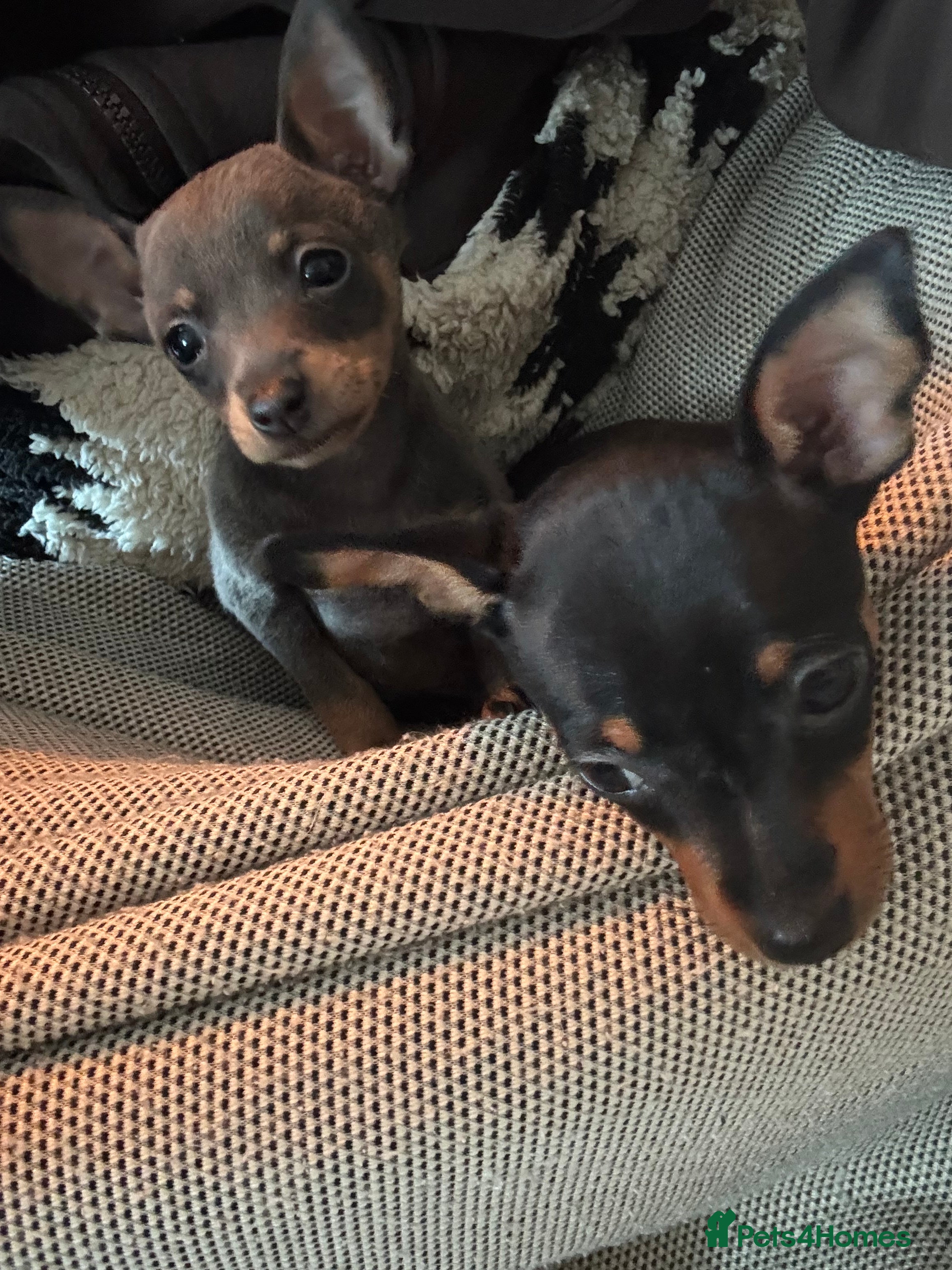 Miniature Pinscher dogs KC Beautiful little miniature pinscher puppy’s 🐶  - Advert 2
