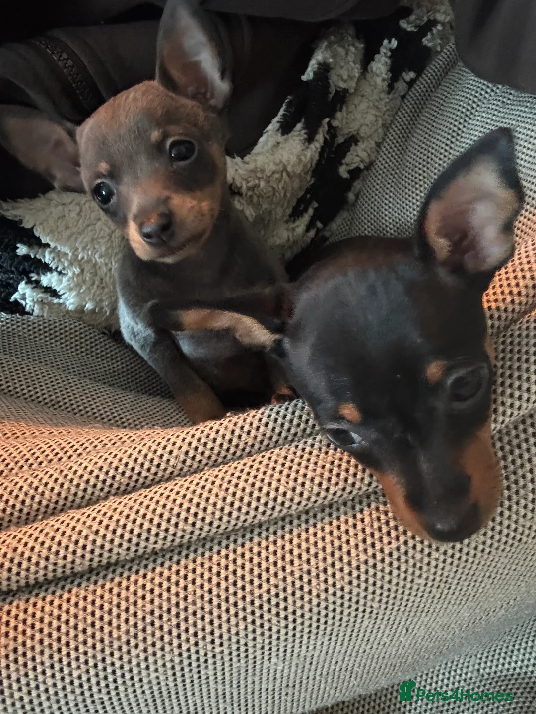 Miniature Pinscher dogs for sale: KC Beautiful little miniature pinscher puppy’s 🐶  - Advert 1