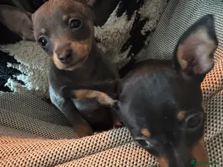 Miniature Pinscher dogs 1LEFT - KC Black & Tan male MinPin - Advert 18