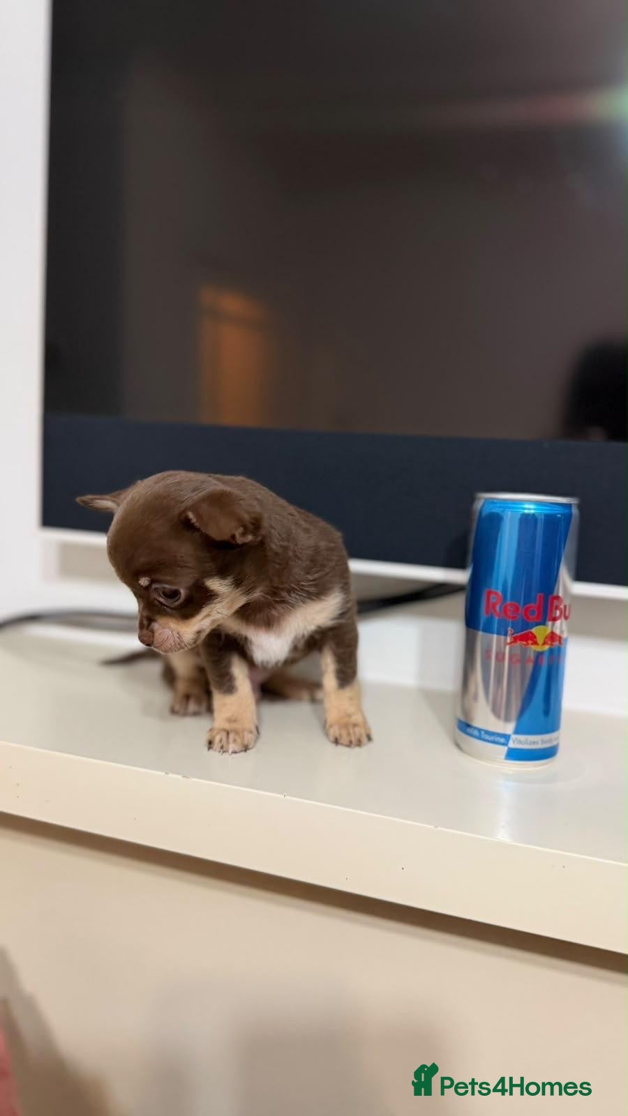 Chihuahua dogs for sale: Two XXX Small chihuahua puppies  - Advert 2