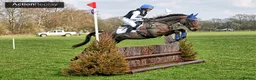 English Thoroughbred horses for sale: 16.1/2HH 17 YEAR OLD THOROUGHBRED EX-RACER GELDING in Newark - Advert 1