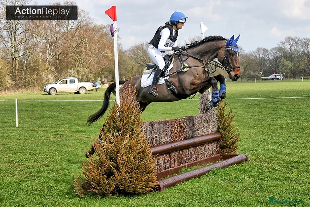 English Thoroughbred horses for sale: 16.1/2HH 17 YEAR OLD THOROUGHBRED EX-RACER GELDING in Newark - Advert 1