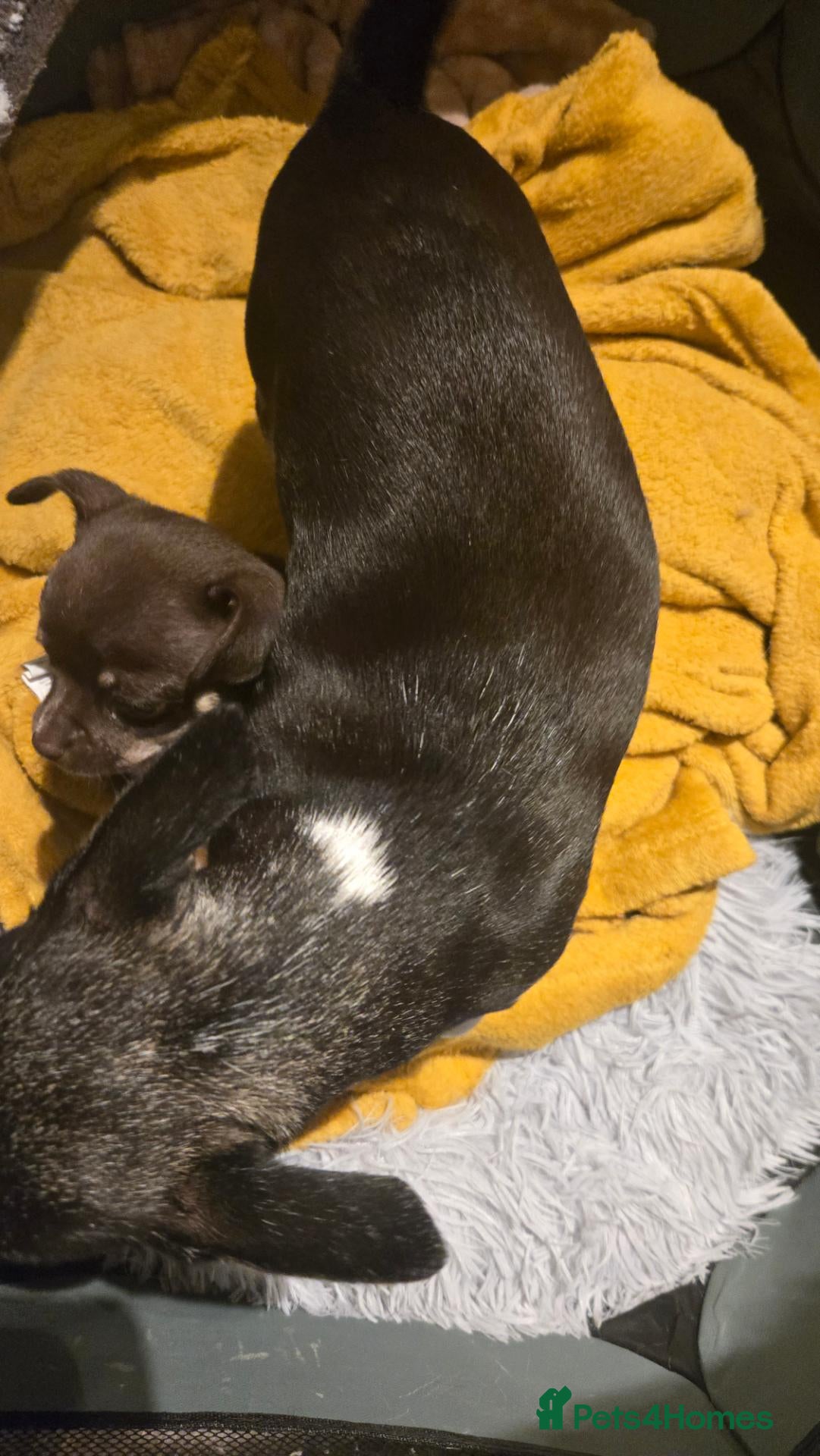 Chihuahua dogs Chocolate boy ready for new adventures  - Advert 1