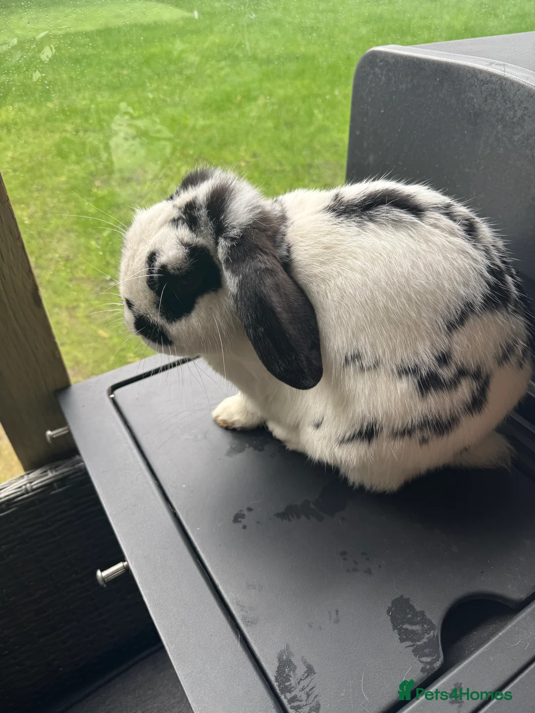 Mini Lop rabbits for sale: Rabbit for sale - Nibbles 🐰 in Dewsbury - Advert 3