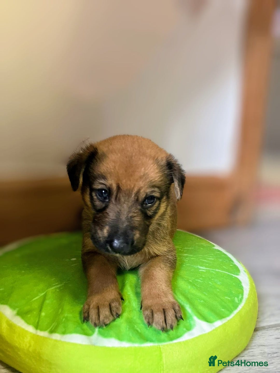 Mixed Breed dogs for sale: German shepherd x Lurcher puppies  - Image 6