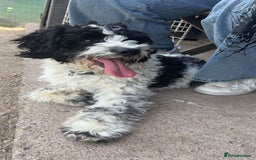 Sproodle dogs for stud: Stunning sproodle for stud  - Image 1