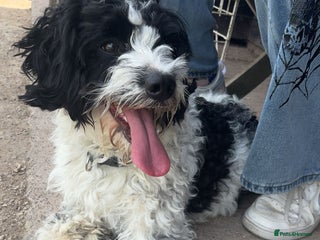 Sproodle dogs - Advert 2