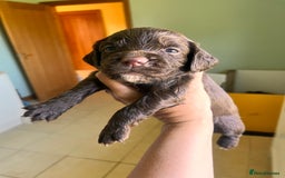 Sprocker dogs for sale: First cross sprocker puppies  - Image 9