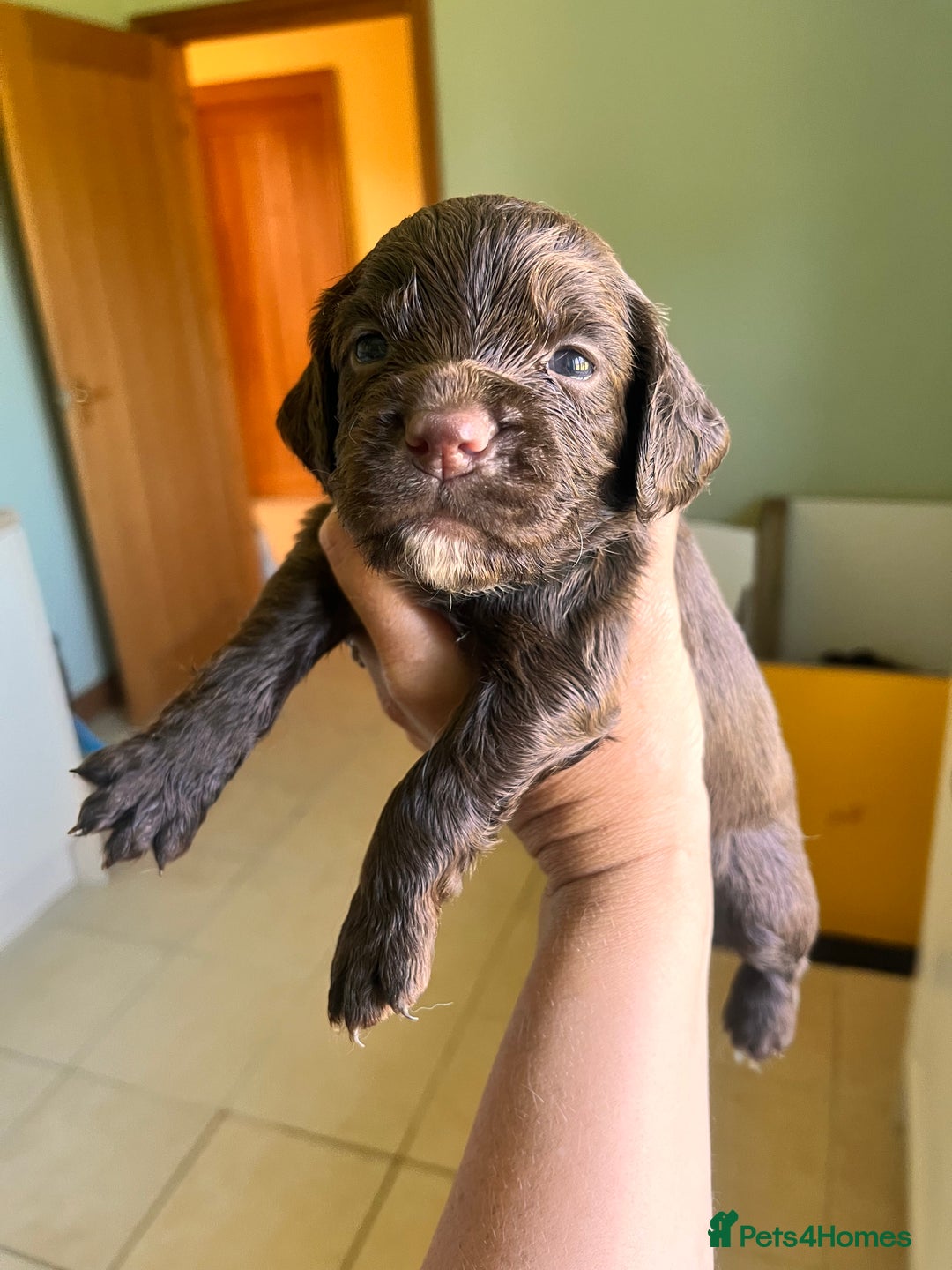 Sprocker dogs for sale: First cross sprocker puppies  - Image 9