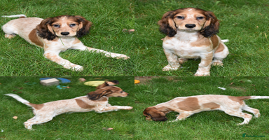 Cocker Spaniel dogs - Advert 2