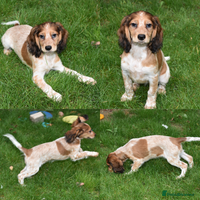 Cocker Spaniel dogs - Advert 16