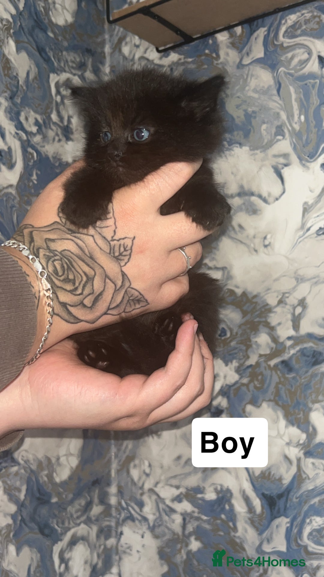 British Longhair cats for sale: Kittens for sale  - Image 1