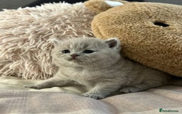 British Shorthair cats for sale: Champion Sired GCCF British Shorthair Kittens - Image 15