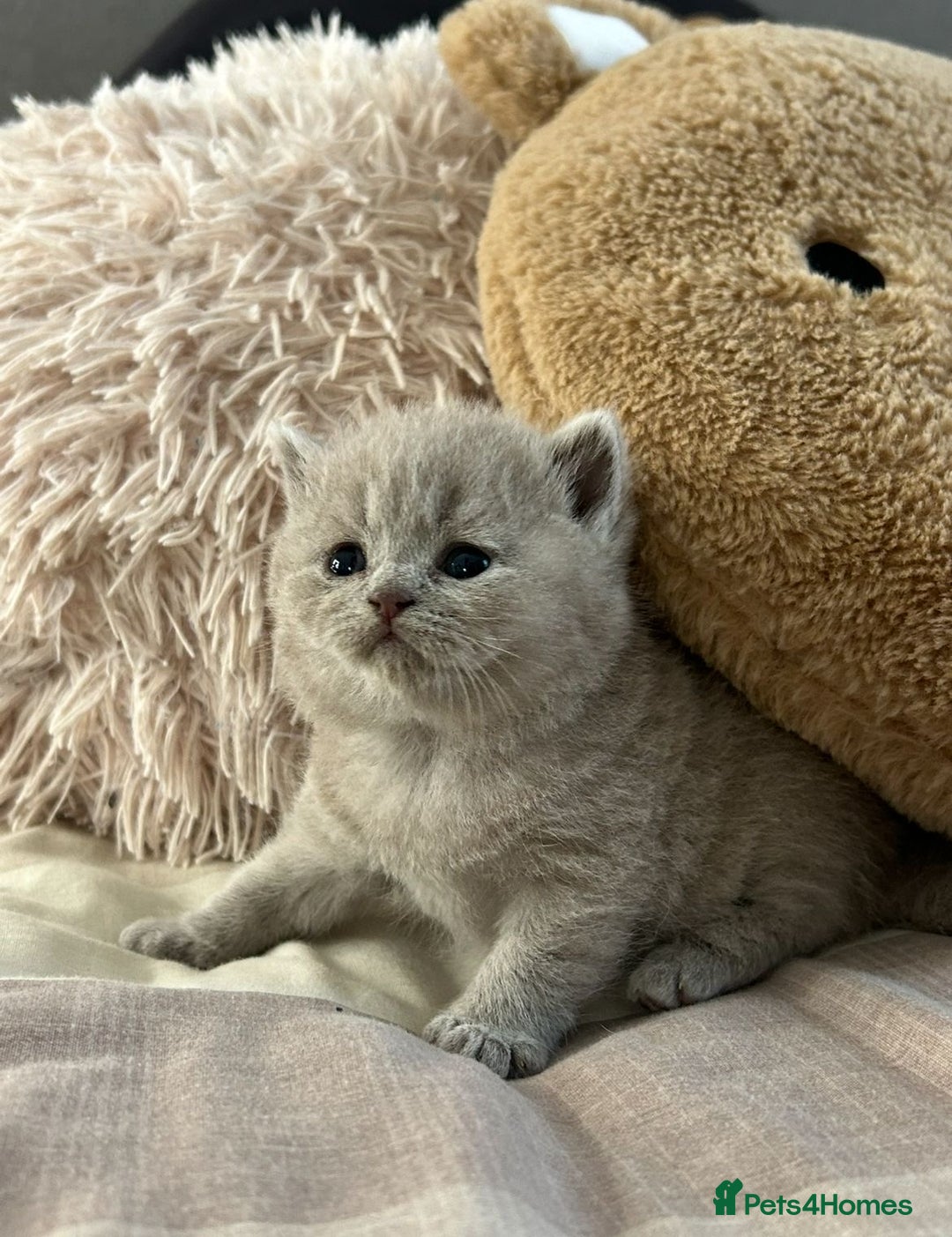 British Shorthair cats for sale: Champion Sired GCCF British Shorthair Kittens - Image 15