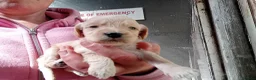 Cockapoo dogs for sale: Cockapoo pups  - Advert 5
