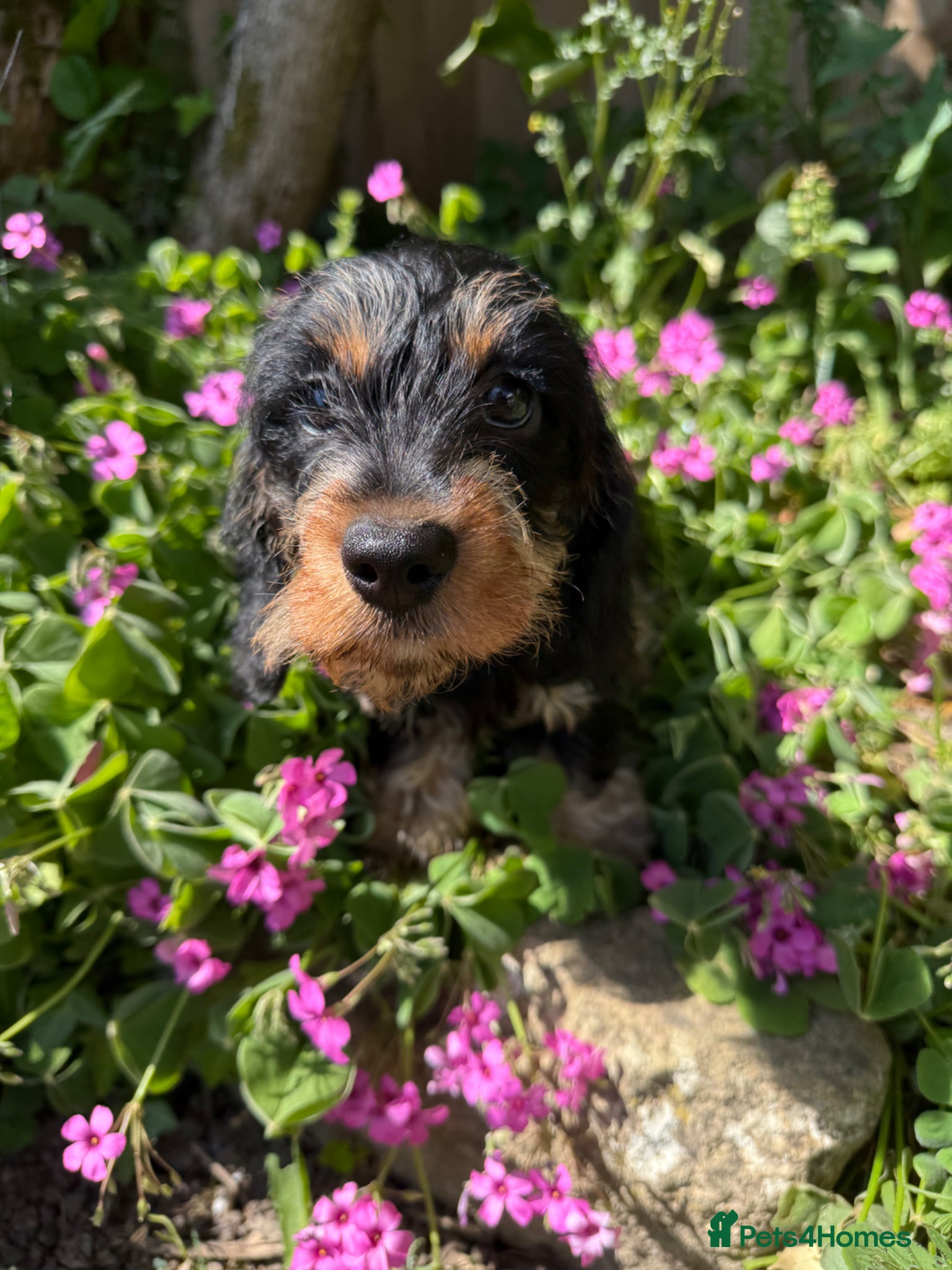 Miniature Dachshund dogs Kc registered miniature wire haired - Advert 1