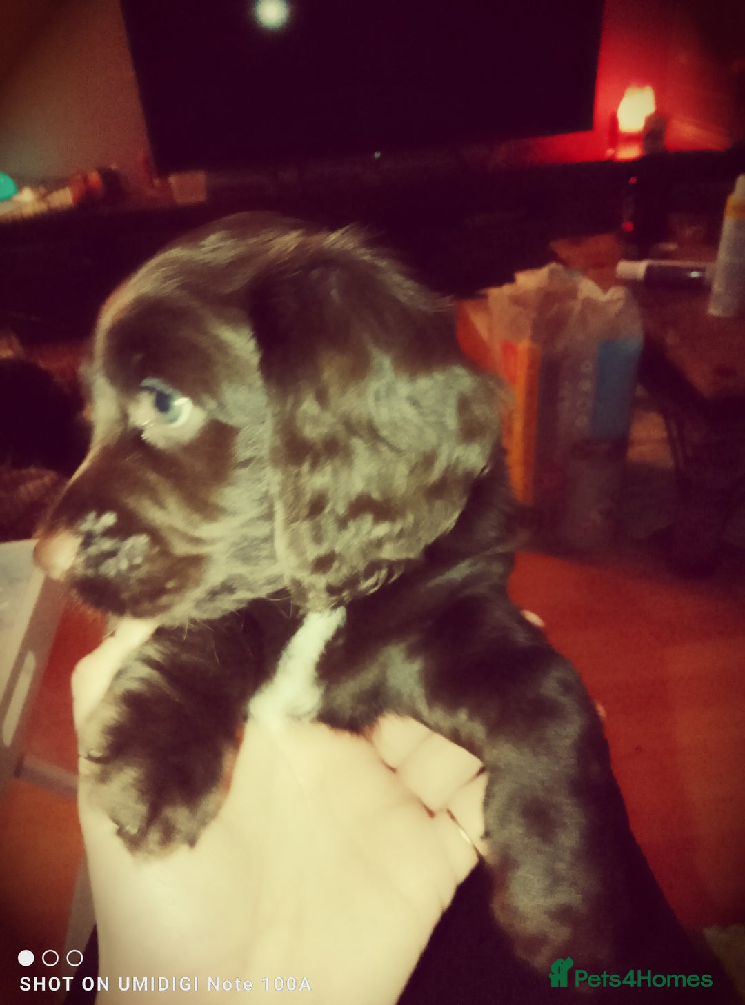 Cockapoo dogs for sale: F2 cockapoos  - Image 2