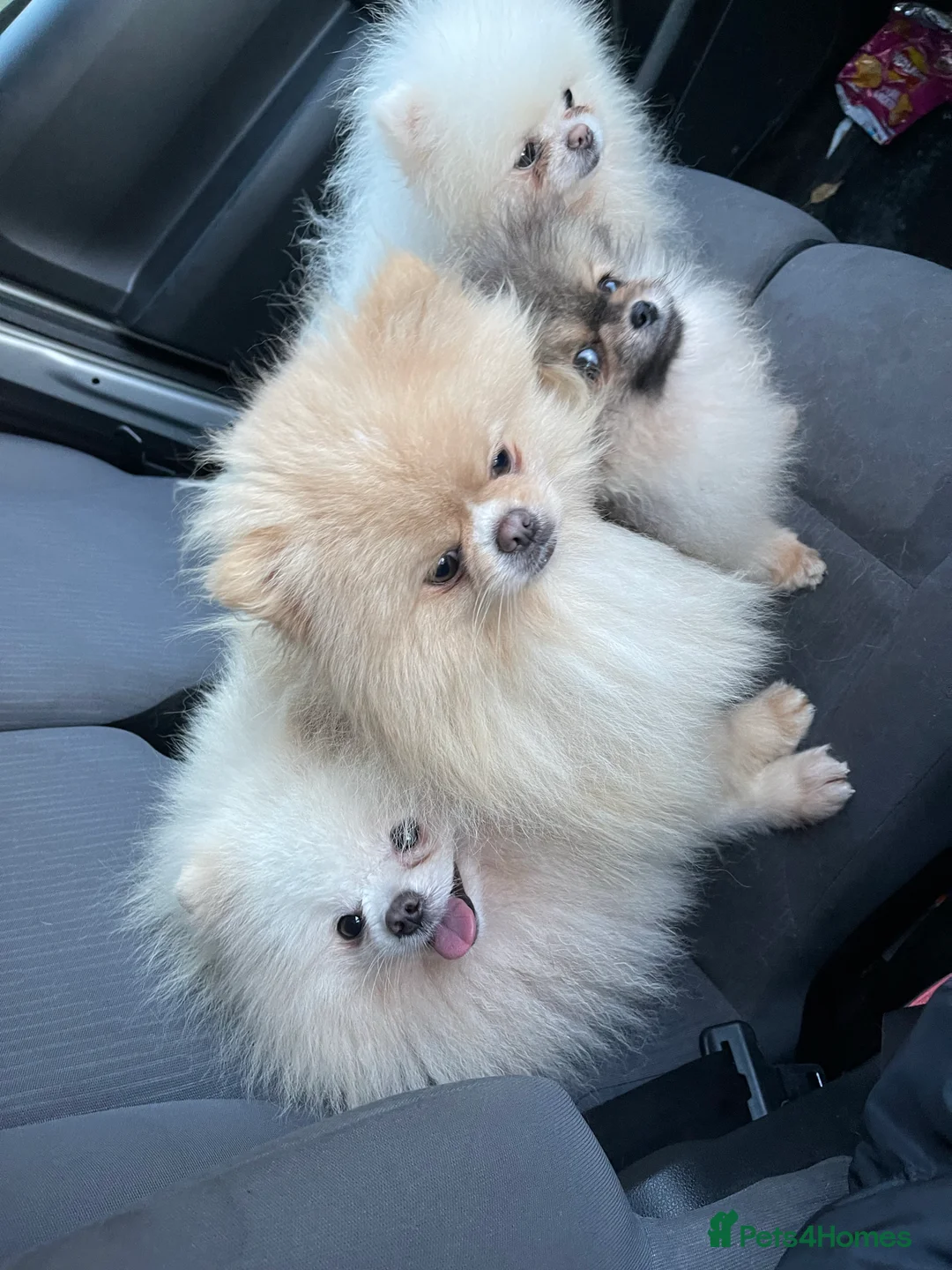 Pomeranian dogs for stud: Biggest Quality Pom StudTeam In uk  in Pontefract - Advert 26