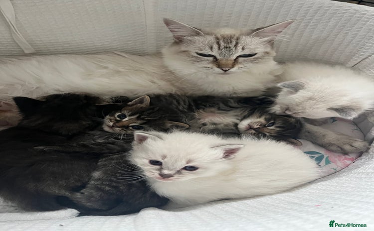Ragdoll cats - Advert 1
