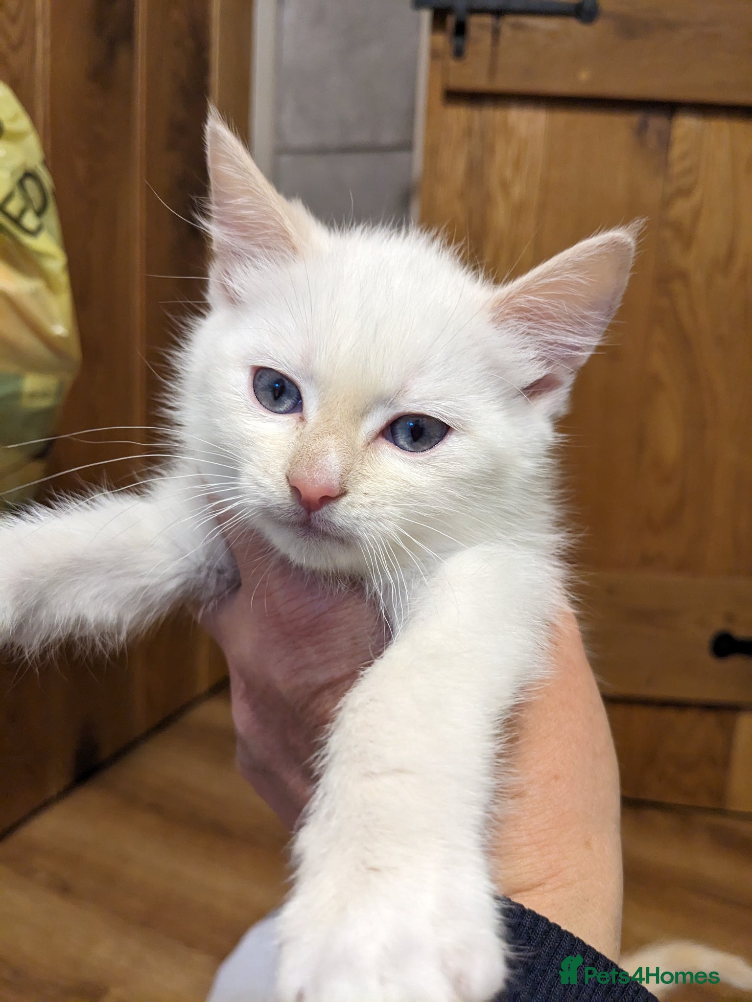 Mixed Breed Kitten 2
