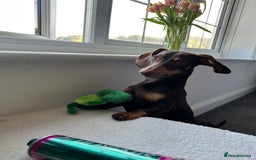 Miniature Dachshund dogs for sale: Miniature dachshund - Image 6