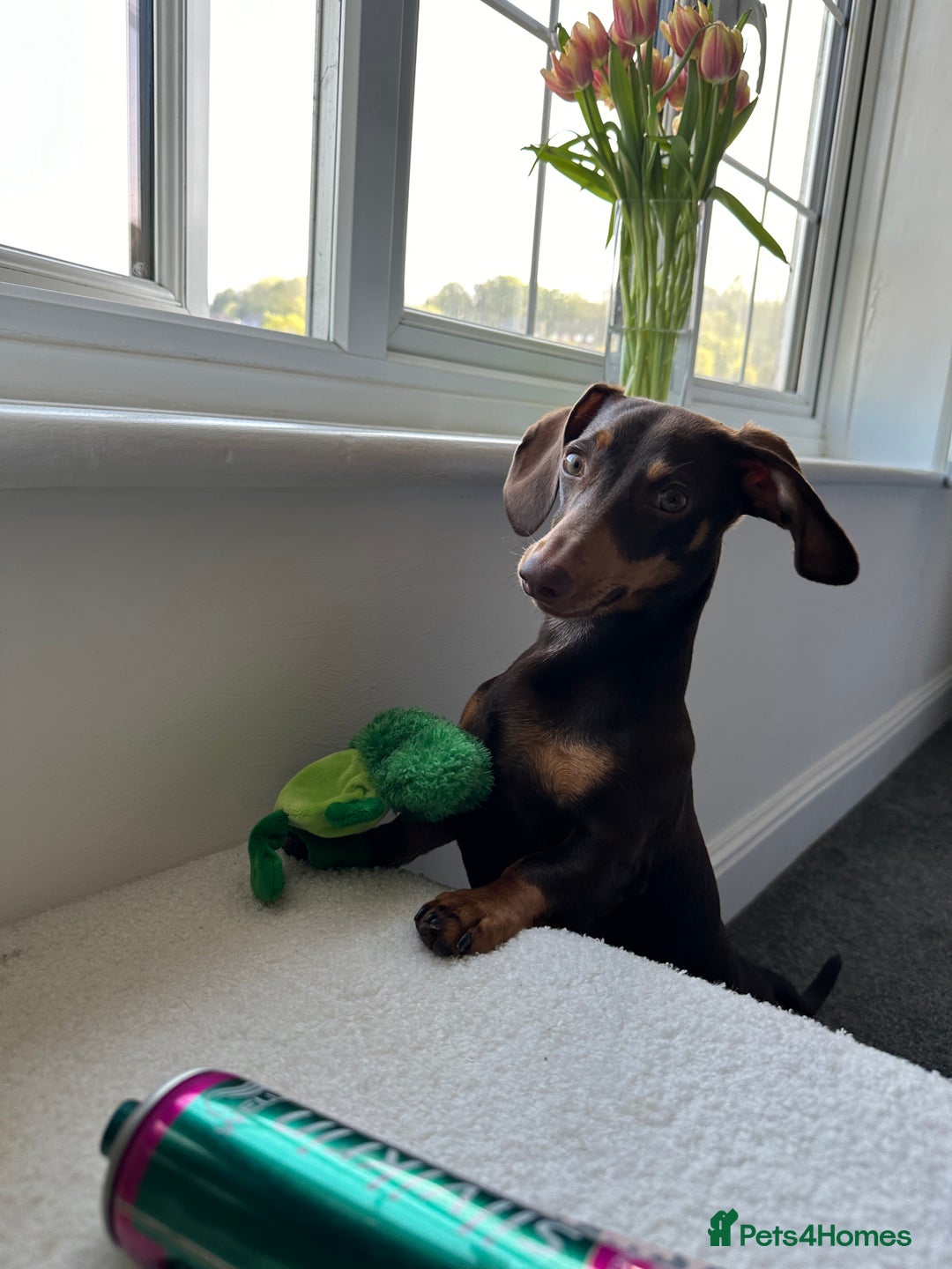 Miniature Dachshund dogs for sale: Miniature dachshund - Image 6
