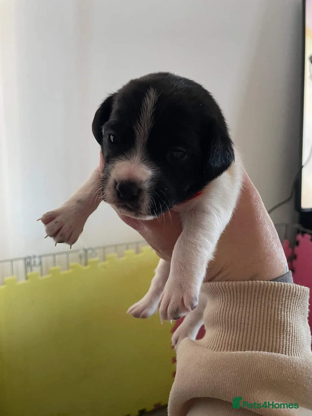 Mixed Breed dogs for sale: Jack Russell spaniels  in Hoddesdon - Advert 1