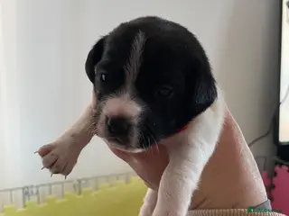 Mixed Breed dogs Jack Russell spaniels - Advert 1