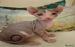Sphynx cats for sale: Beautiful Sphinx available  - Image 3