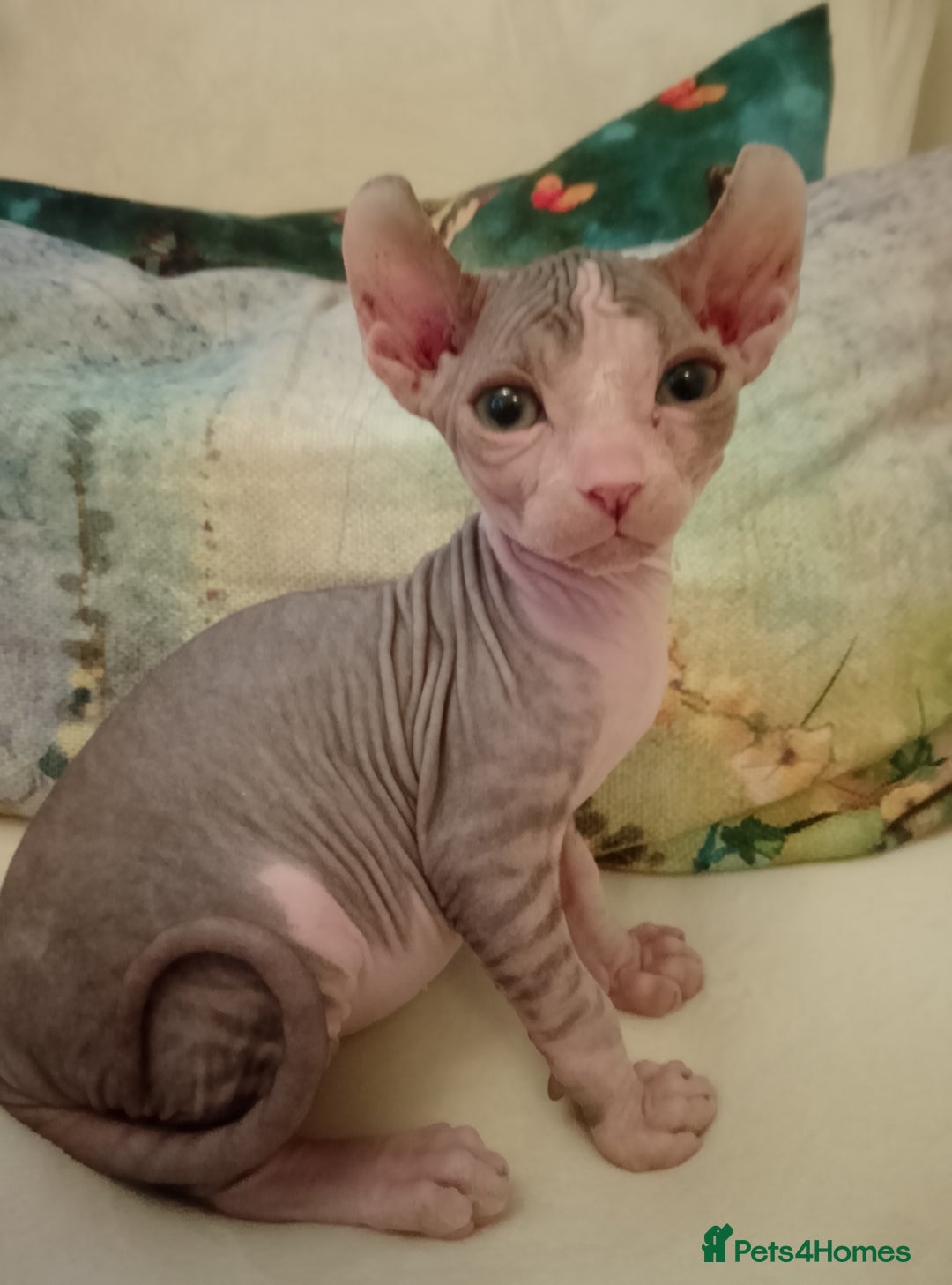 Sphynx cats for sale: Beautiful Sphinx available  - Image 3