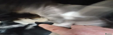 J J