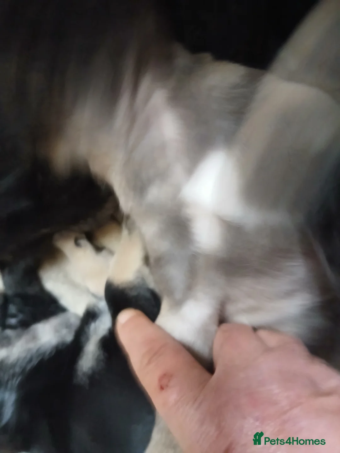 Frug dogs for sale: Frug puppies in Stoke-on-Trent - Advert 2