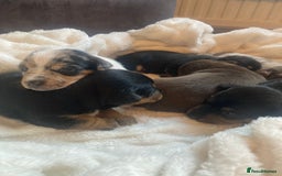 Jack Russell dogs for sale: Miniature Jack Russells  - Image 11