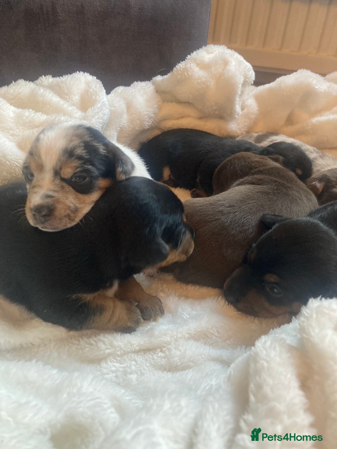 Jack Russell dogs for sale: Miniature Jack Russells  - Image 11