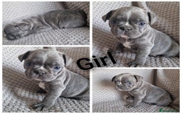 French Bulldog dogs for sale: french bulldog puppies  - Image 4