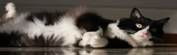 Ragdoll cats for sale: Beautiful ragdoll kittens - Advert 2