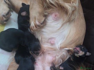 Mixed Breed dogs Corkie pups for sale - Advert 1