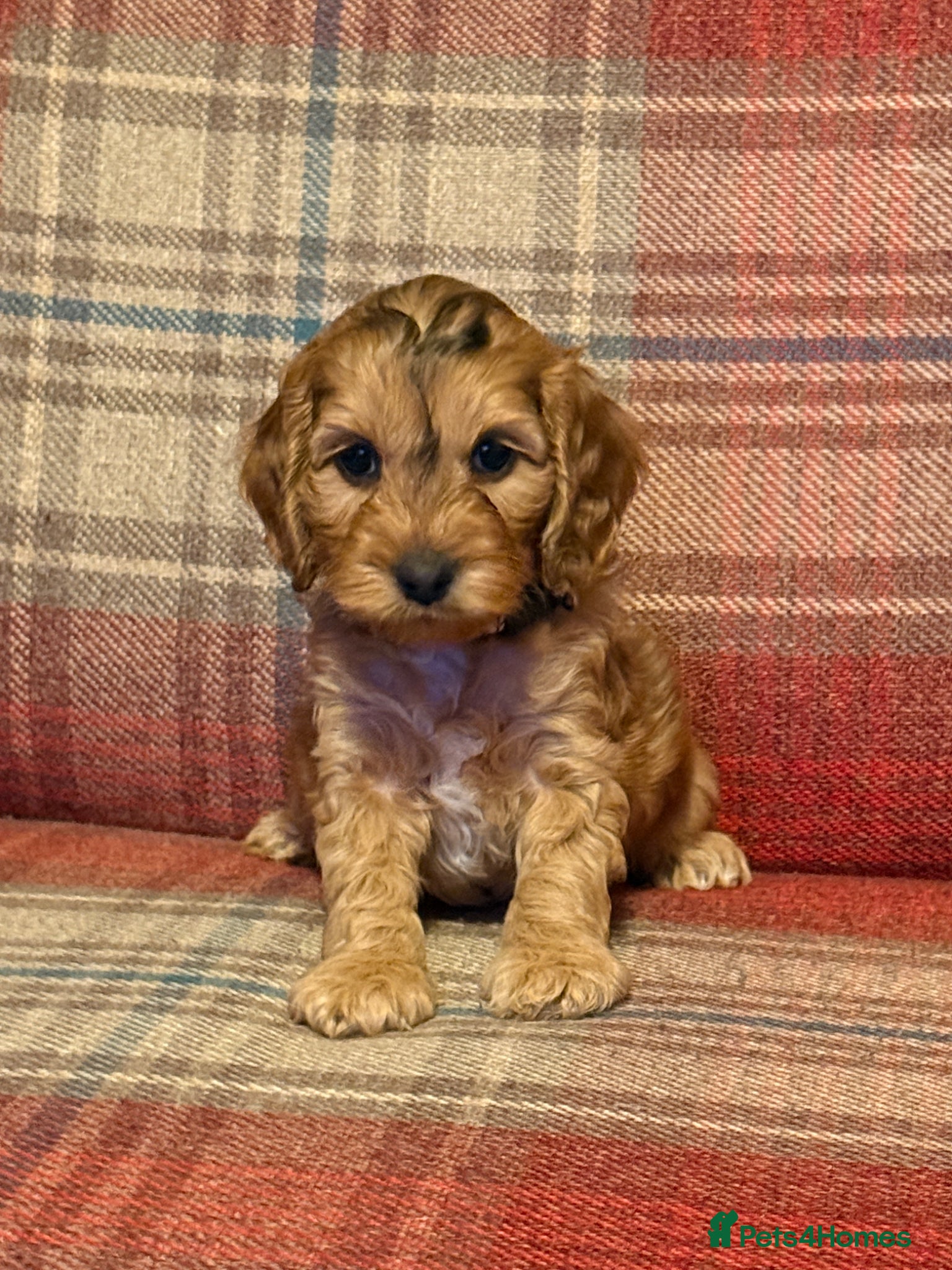 Cockapoo dogs Beautiful Cockapoo puppies x8 5 boys & 3 girls - Advert 1