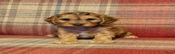 Cockapoo dogs for sale: Beautiful Cockapoo puppies x8 5 boys & 3 girls - Advert 1