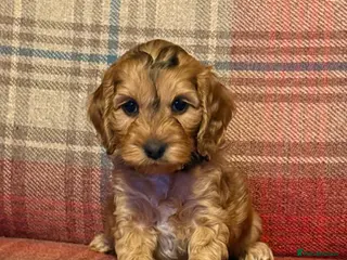 Cockapoo dogs Beautiful Cockapoo puppies x8 5 boys & 3 girls - Advert 11